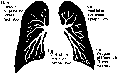 Pulmonary Physiology Tutorial